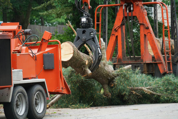 Best Tree Preservation Services  in North Weeki Wachee, FL